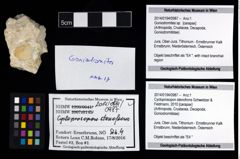 Foto (Objekt + Etikett) von Goniodromites sp.  (NHMW-GEO-2014-0194-0987)